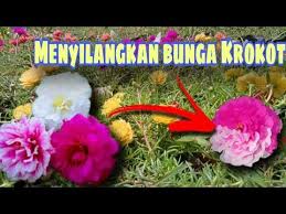 Perawatan bunga krokot (10 mei dan seterusnya) b. Menyilangkan Bunga Krokot Youtube Di 2021 Bunga Kebun Kecil Kebun