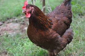 The plymouth rock is an american breed of domestic chicken. Partridge Plymouth Rock Hen Plymouth Rock Chicken Plymouth Rock Laying Chickens Breeds