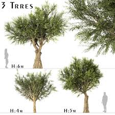 Set Of Olive Trees Olea Europaea 3 Trees Olive Tree Small Trees Tree