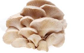 মাশরুম খেলে কী হয়? মাশরুম খাওয়ার উপকারিতা কী?