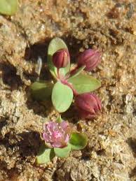 Image result for Bergia polyantha