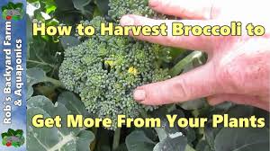 .broccoli farming, how to plant broccoli, where to grow broccoli, seed rate, planting season, spacing and irrigation method in broccoli farming along with pests and diseases and harvesting in broccoli. How To Harvest Broccoli To Get More From Your Plants Youtube