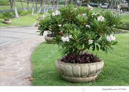 Pin On Gardening Home