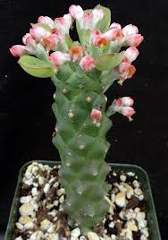 Image result for Monadenium friesii