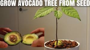 How to make an avocado tree. How To Grow An Avocado Tree From Seed Diy Video Youtube