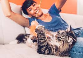 Kucing persia memang kerap dijadikan hewan peliharaan karena keindahan bulunya yang panjang dan parasnya yang sangat lucu. 7 Cara Memandikan Kucing Dengan Benar Ikuti Langkahnya