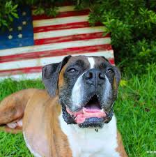 If the budget is tight, your dog's veterinarian should be able to provide a discount or recommended animal clinics which provide shots. Carolina Boxer Rescue Home Facebook