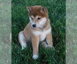 ɕiba inɯ) is a breed of hunting dog from japan. View Ad Shiba Inu Puppy For Sale Near Ohio Fredericksbg Usa Adn 205977