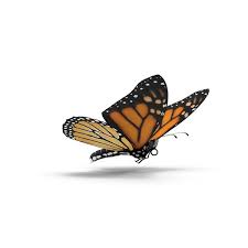 Monarch Butterfly Png Images Psds For Download Pixelsquid S10573206d Monarch Butterfly Monarch Butterfly