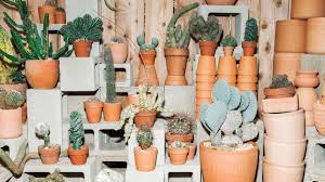 The cactus café is a live music venue and bar on the campus of the university of texas at austin, and one of the city's great acoustic music traditions. How To Not Kill Your Fancy New Cactus Gq