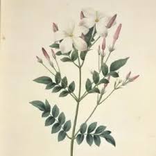 Image result for Jasminum schimperi