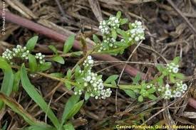 Image result for Corrigiola