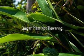 Ginger Leaves Curling Or Turning Brown Yellow White Is It Dying Ready To Diy