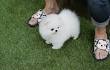 Teacup Pomeranian For Sale ( Teacup Pomeranian Puppy )