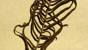 Image result for Blechnum attenuatum