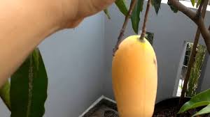 Gambar pohon lengkap dengan deskripsinya. Pokok Mangga Chokanan Malaysia Online Plant Nursery