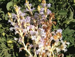 Image result for Orobanche