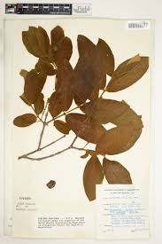 Image result for Combretum schumannii