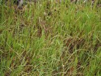 Image result for Digitaria abyssinica