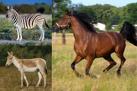 جنس الخيل - ويكيبيديا