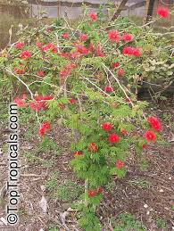Image result for Calliandra tweedii