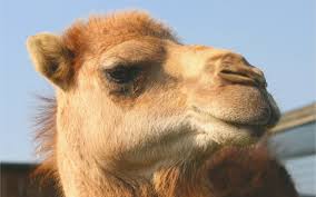Therefore it should never be used as input into your camel authenticationpreemptive (producer). Apache Camel 2 18 Release What S Included Dzone Integration