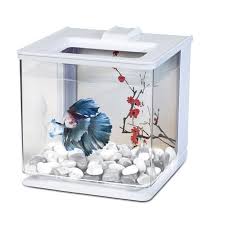 Aquarium Betta Ez Care Marina Blanc Aquarium Betta Betta Reservoir Poissons Combattants