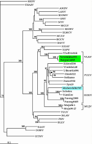 Hantavirus infections in humans are caused by puuv. Phylogenetic Tree Fitch Margoliash Of Hantaviruses Based On The Download Scientific Diagram