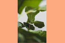 Fiddle leaf fig soil mix. 12 Best Fertilizers And Soils For Fiddle Leaf Fig Tree