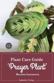Every plants' needs are a little different and they come from different environments each. Prayer Plant Care Guide Plant Care Prayer Plant Care Prayer Plant