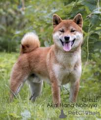 Interesting facts about the shiba inu. Shiba Inu For Sale In The City Of Moskva Russian Federation Price Negotiated Announcement 8237