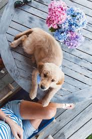 Enchanted Fairytale Dreams Photo Preppy Dog Dog Mom Cute Dogs