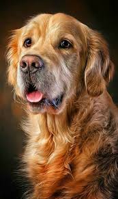 Pin By Oya Caliskan On Animals Dog Portraits Painting Dog Portrait Photography Golden Retriever Art