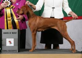 Vizsla training and puppy training, by michele welton, dog trainer, breed selection consultant the vizsla is an energetic dog that likes to spend lots of time outside, running around and scenting. Vizsla Breeder Registry Vizsla Breeders Texas Usa Vizslas Vizsla Puppies Vizsla Breeder Registry Jayney S Creative Works Jcw