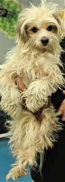 Update: We Found her!!!❗️❗️Our doggie escaped in Katholiki area (between  old hospital and Makariou av.) Her namie is Queenie. Has a micro chip. Tel.  99079937 Please share!