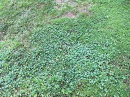 How do i disinfect my lawn? How Do I Kill These Weeds In My Lawn Gardening Landscaping Stack Exchange