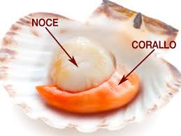 In gastronomia, con il termine frutti di mare si indica un gruppo di alimenti di origine animale, derivati da organismi acquatici invertebrati (e quindi diversi dai pesci). Cappasanta Conchiglia Di San Giacomo O Saint Jacques Scheda Alimentipedia It