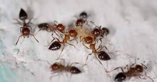 Check spelling or type a new query. Homemade Ant Repellent Spray And Other Natural Solutions