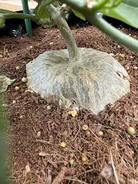 Image result for Gerrardanthus lobatus