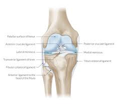 Rectus femoris, vastus medialis, vastus lateralis and vastus intermedius. Thigh Knee And Popliteal Fossa Amboss