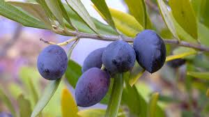 Gelbgrüne töne sind den fruchtigen olivenölen eigen. Olive Olea Im Pflanzenlexikon Gartennatur Com