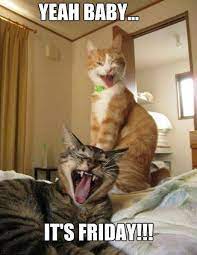 Yeah Baby It S Friday Say These Cats Crazy Cats Funny Animal Pictures Cats