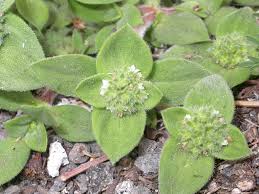 Image result for Richardia brasiliensis