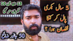 Girlando Cross Cow For Sale in Malumor Mandi Jhang 2023