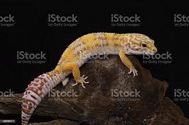 Foto De Feminino Tremper Albino Leopardo Gecko E Mais Fotos De Stock De Albino Istock