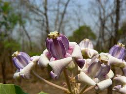 Image result for Calotropis gigantea