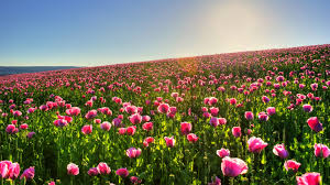 If you want to plant some flowers in your garden then you may have follow some precautions, make sure that hope this article collection on 40 cool and adorable flower pictures is being like and loved by you all. Flower Landscape Wallpaper 1920x1080 78234