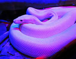 Having A Body Is Overrated Purple Aesthetic Violet Aesthetic Dark Purple Aesthetic
