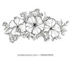 Black And White Hand Drawn Floral Ornament With Petunia Flower Sketch Vector Eps 8 Black And White Flower Tattoo Petunia Tattoo Petunia Flower