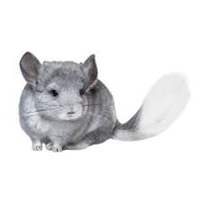 Find your self a new chinchilla here, as well as lots of information to help you along. Female Chinchilla For Sale Live Small Pets Petsmart